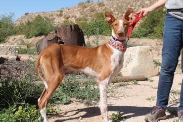 Podenco Anzeigen 